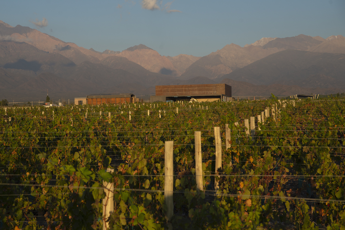 Mendoza CDS Viñedos 4