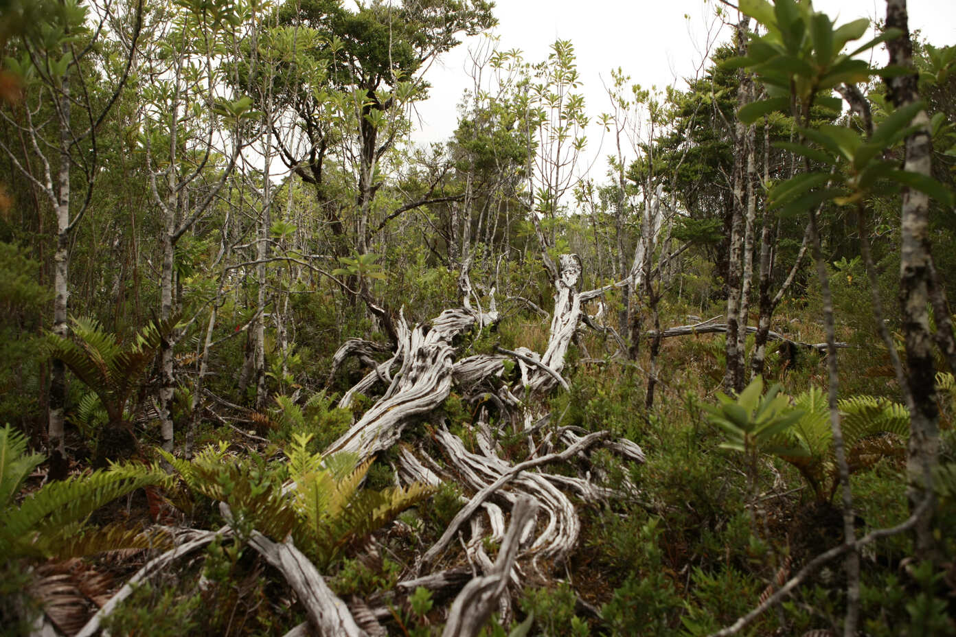 Parques deareas Protegidas de Naturaleza Privados5