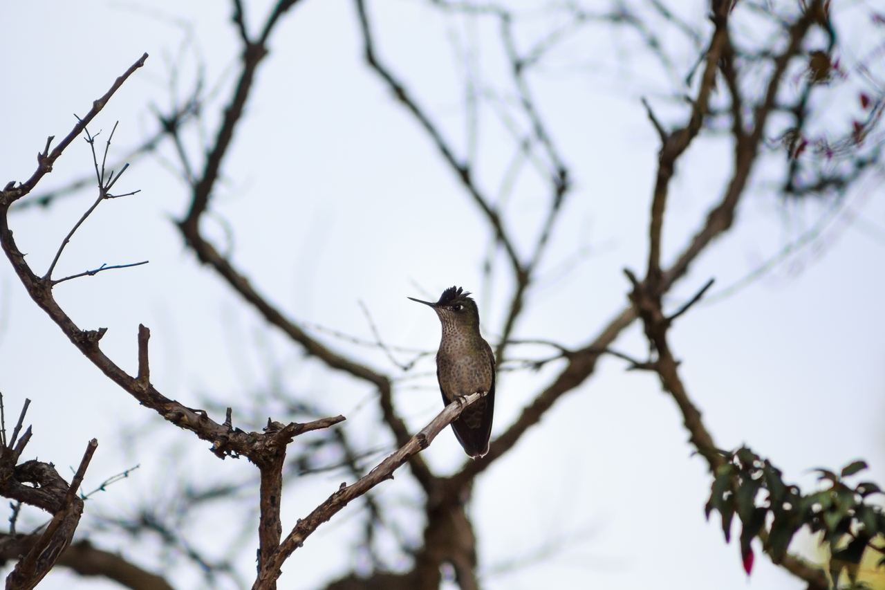 avistamiento de ballenas pinguinos5