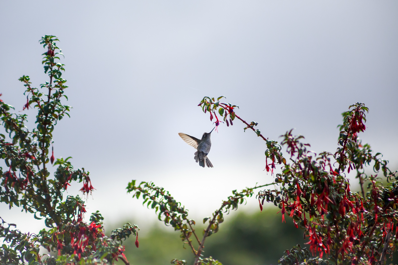 avistamiento de ballenas pinguinos6