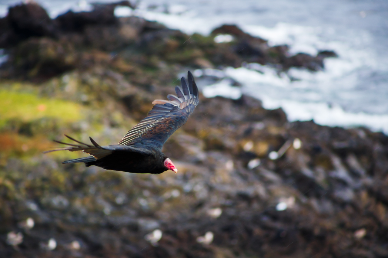 avistamiento de ballenas pinguinos7
